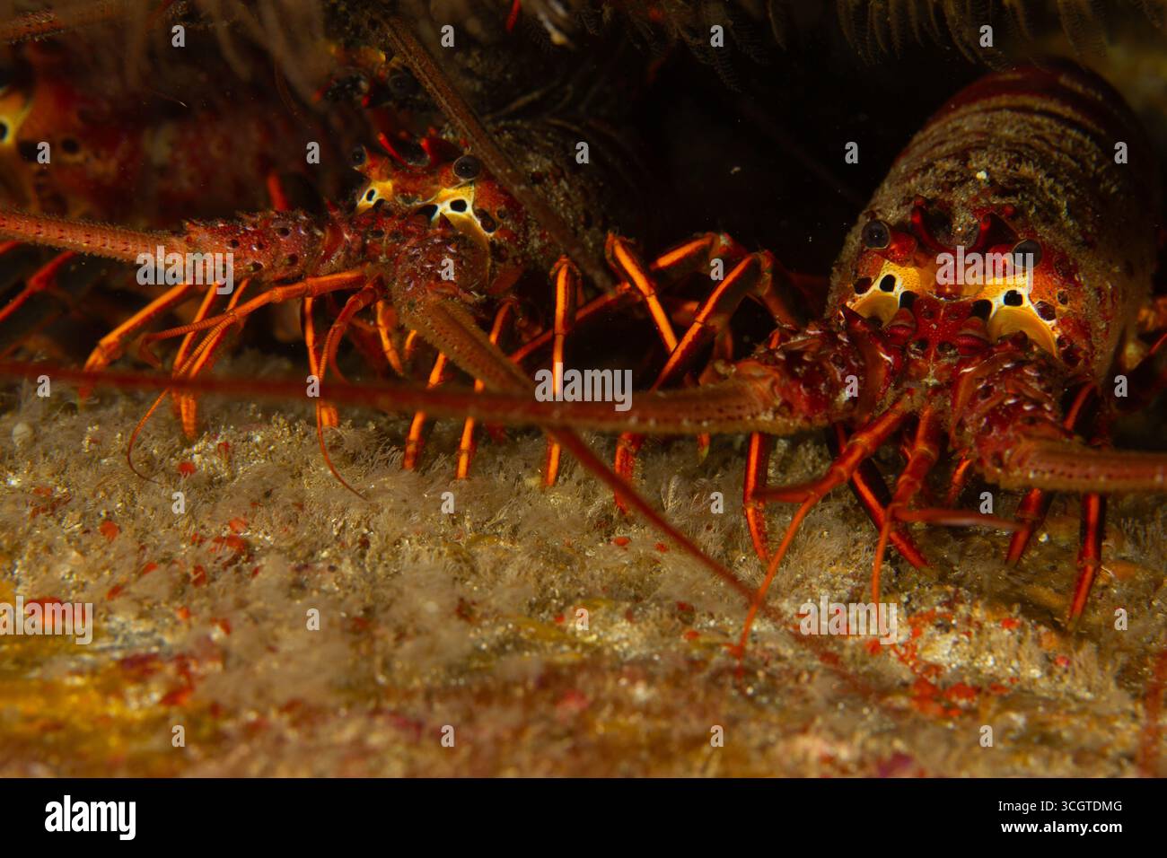 La photographie sous-marine de forêt de varech révèle un monde magique de frondes oscillantes, de vie marine cachée et de lumière éthérée sous les vagues. Banque D'Images