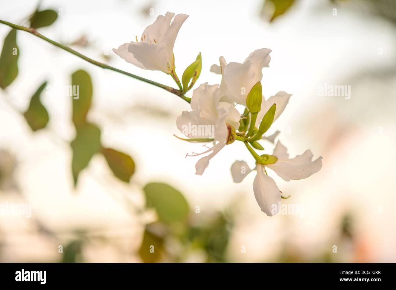 Les fleurs blanches de Bauhinia décorent les branches d'un arbre à Chypre, rayonnant de fraîcheur et de beauté sous le soleil méditerranéen Banque D'Images
