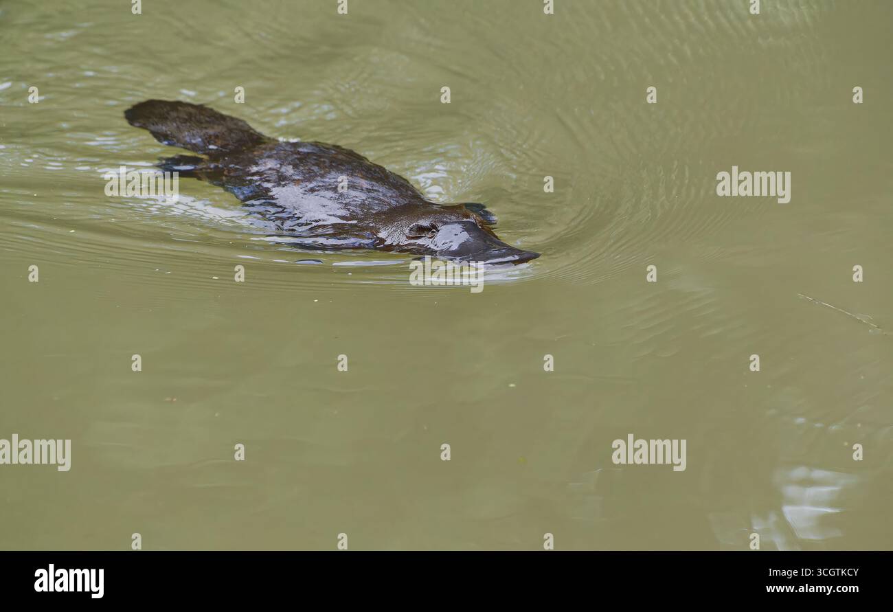 Ornithorhynchus anatinus, un mammifère australien unique nageant dans le ruisseau Peterson brun à Yungaburra, dans le nord tropical du Queensand Banque D'Images