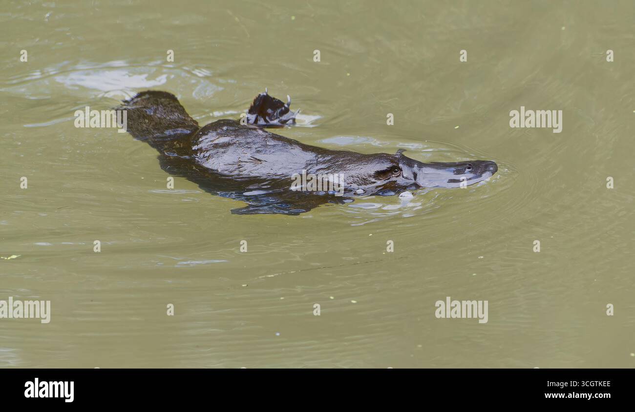 Ornithorhynchus anatinus, un mammifère australien unique nageant dans le ruisseau Peterson brun à Yungaburra, dans le nord tropical du Queensand Banque D'Images