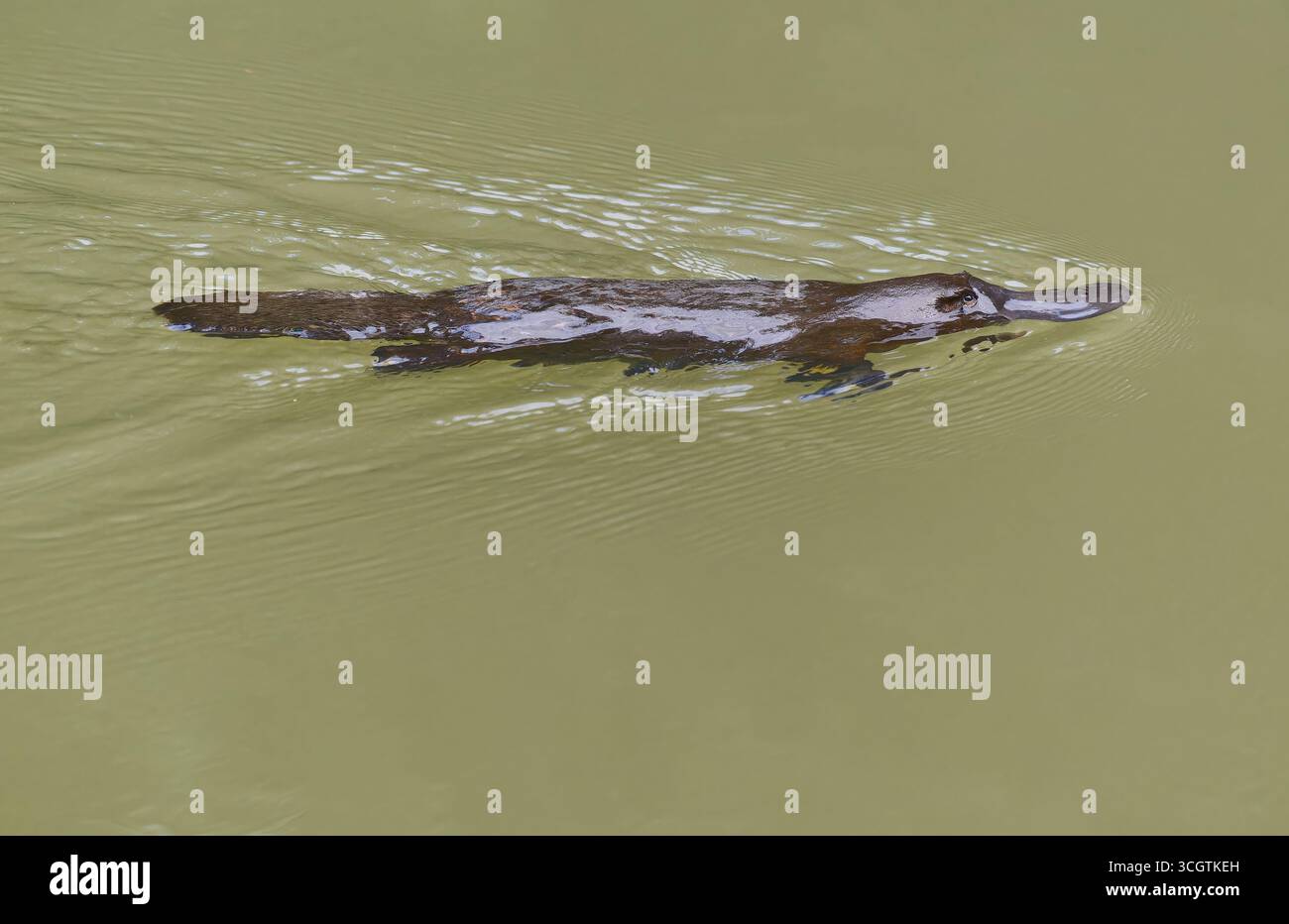 Ornithorhynchus anatinus, un mammifère australien unique nageant dans le ruisseau Peterson brun à Yungaburra, dans le nord tropical du Queensand Banque D'Images