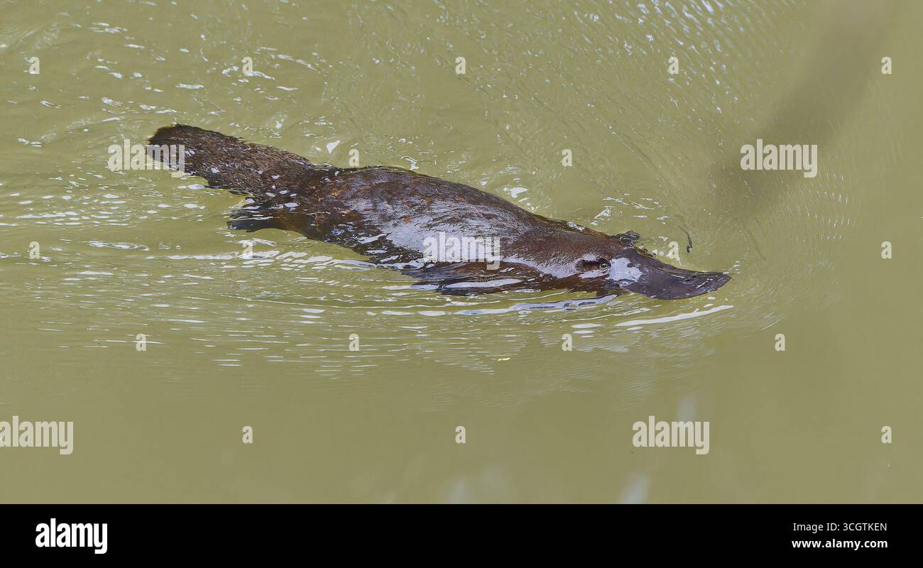 Ornithorhynchus anatinus, un mammifère australien unique nageant dans le ruisseau Peterson brun à Yungaburra, dans le nord tropical du Queensand Banque D'Images