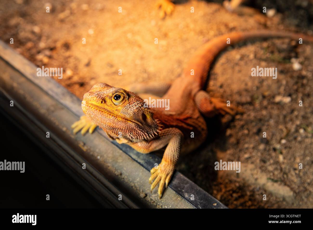 Reptile mignon posant pour une photo dans un terrarium. Portrait de dragon barbu Banque D'Images