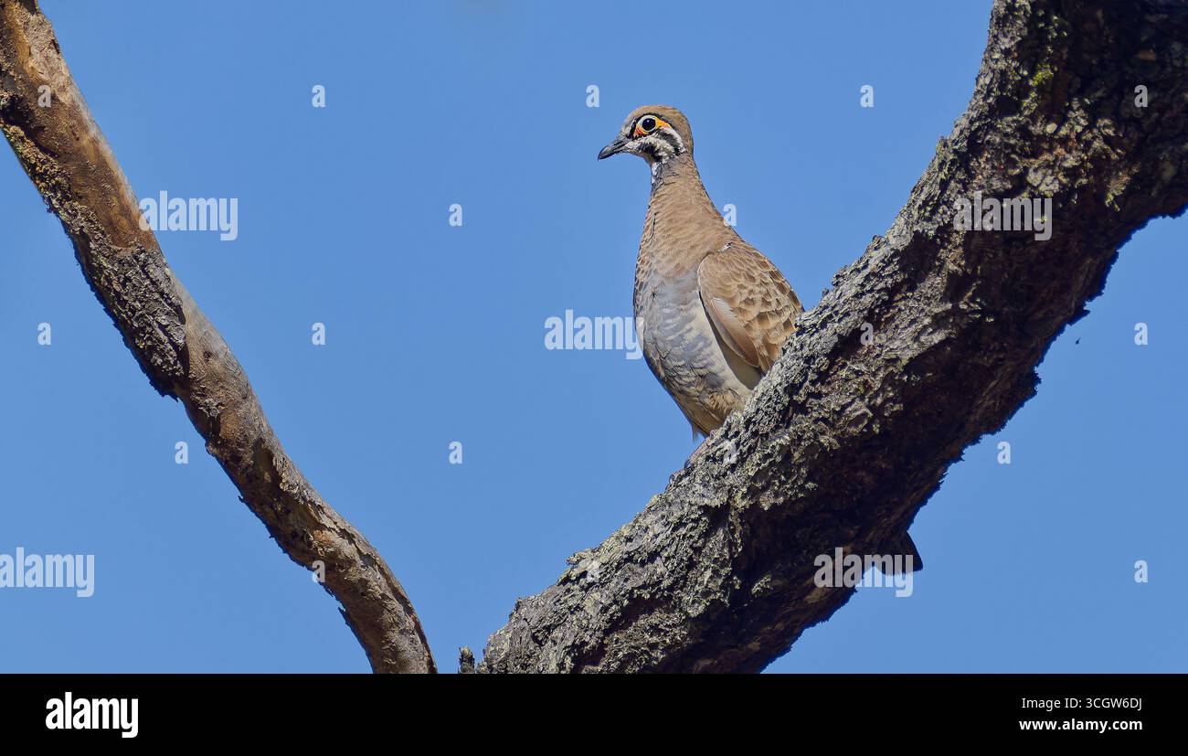 Squatter Pigeon (Geophaps scripta) oiseau brun perché sur une branche diagonale dans un arbre avec ciel bleu Mount Carbine Queensland Australie Banque D'Images Squatter Pigeon (Geophaps scripta) oiseau brun perché sur une branche diagonale dans un arbre avec ciel bleu Mount Carbine Queensland Australie Banque D'Images