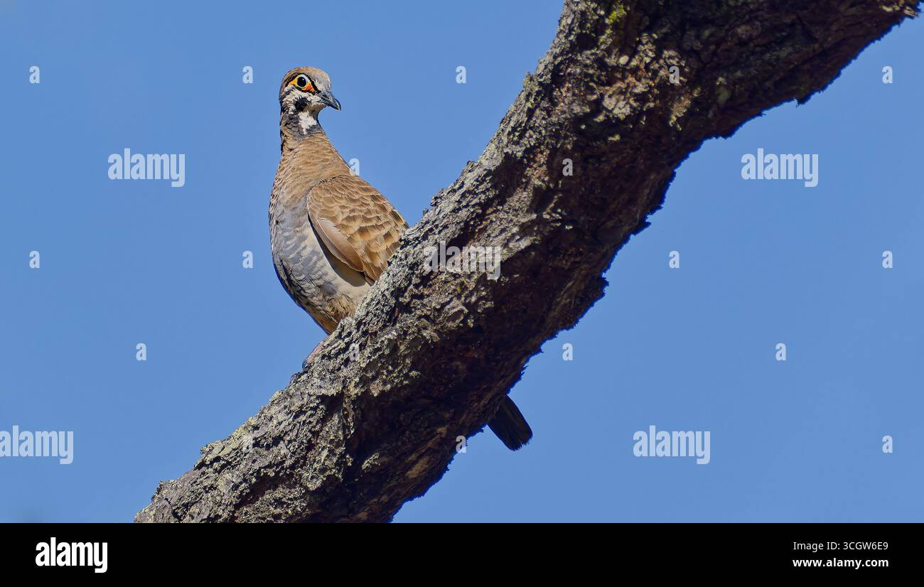 Squatter Pigeon (Geophaps scripta) oiseau brun perché sur une branche diagonale dans un arbre avec ciel bleu Mount Carbine Queensland Australie Banque D'Images Squatter Pigeon (Geophaps scripta) oiseau brun perché sur une branche diagonale dans un arbre avec ciel bleu Mount Carbine Queensland Australie Banque D'Images