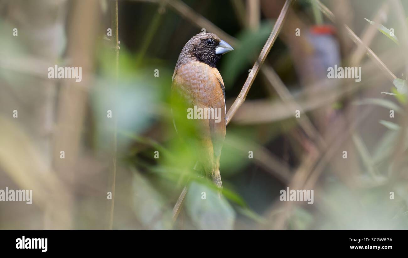 Mannikin (Lonchura castaneothorax) au visage noir et dos brun dans l'herbe sèche à Julatten Queensland Australie Banque D'Images
