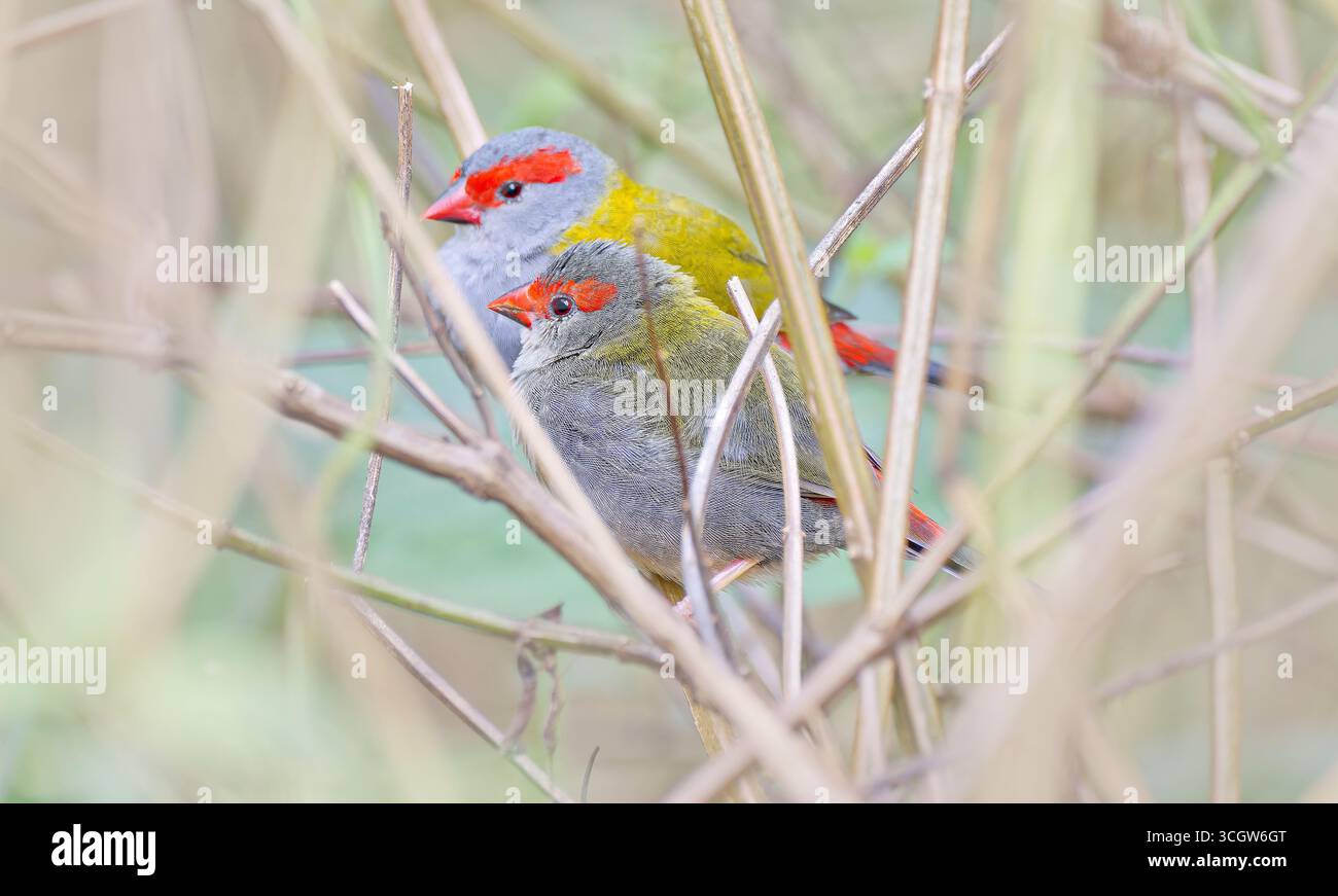 Deux finlandais à sourcils rouges (Neochmia temporalis) mangeurs de graines oiseaux adultes et immatures abritant dans l'herbe sèche dans la forêt tropicale Julatten Queensland Australie Banque D'Images