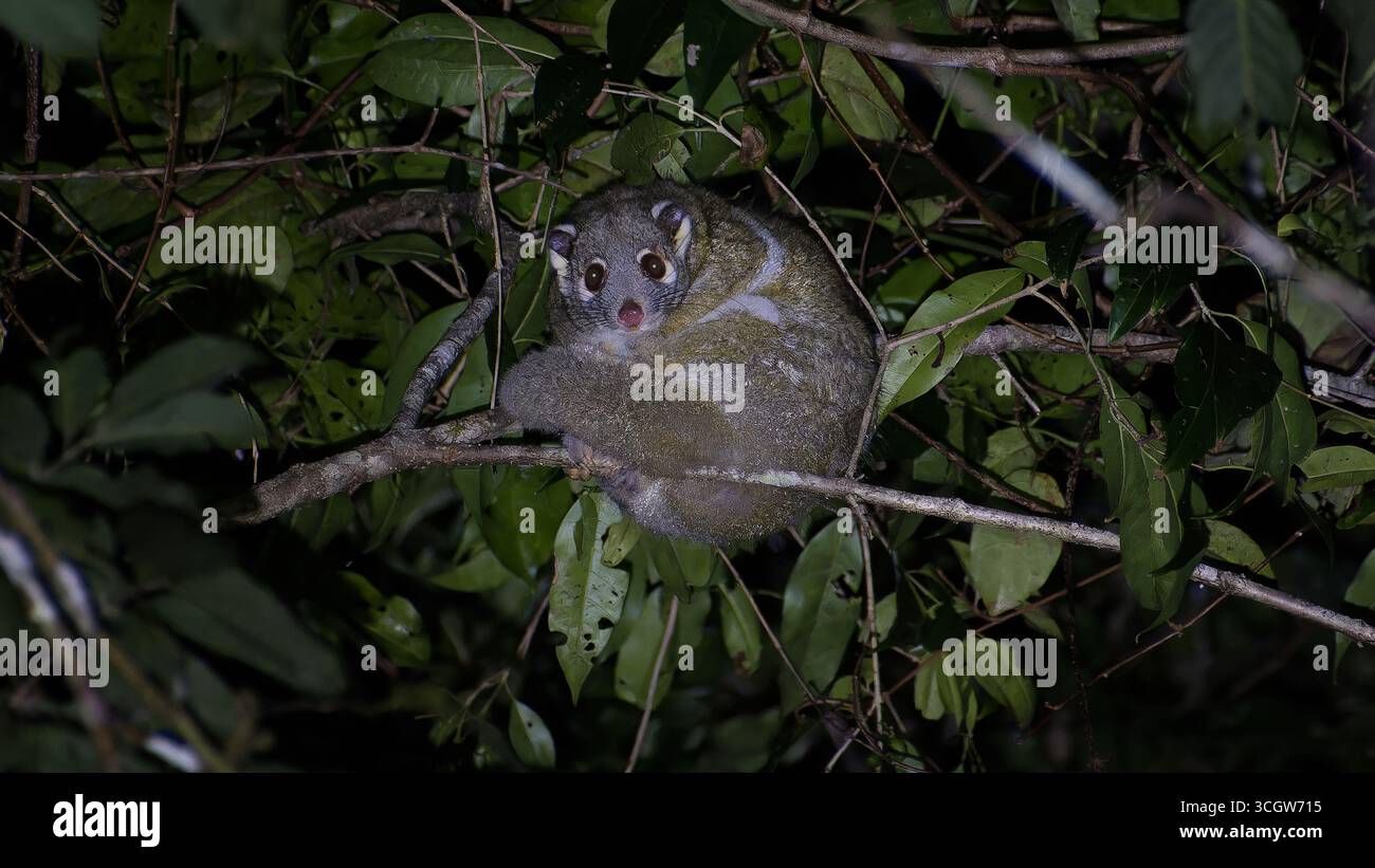 Un opossum vert marsupial nocturne (Pseudochirops archeri) dans un arbre feuillu de la forêt tropicale éclairée par le projecteur Julatten Queensland Australie Banque D'Images