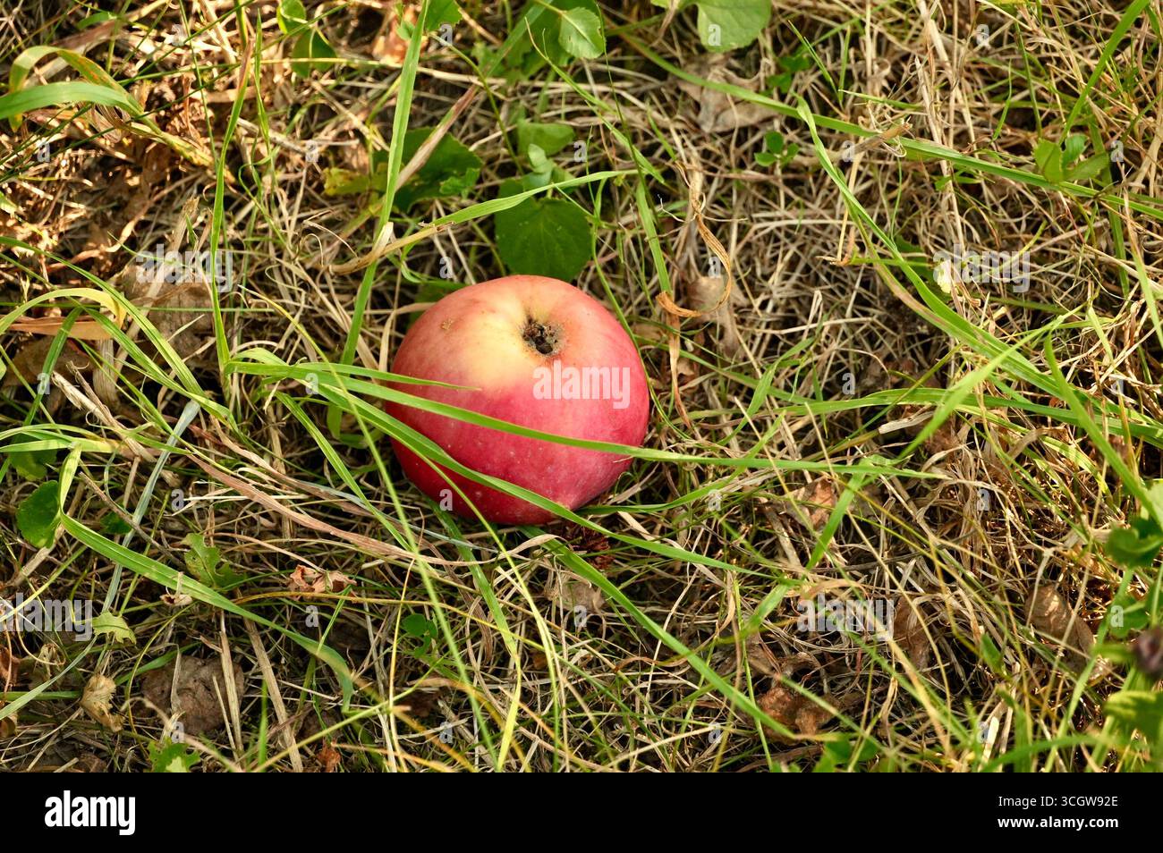 Pomme rouge couchée sur le sol dans l'herbe dans le jardin. Banque D'Images