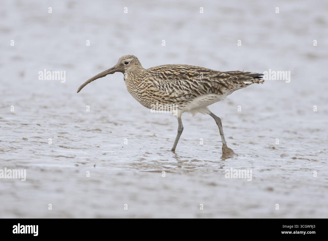 Courlis eurasien (Numenius arquata) échassier adulte sur une vase, Angleterre, Royaume-Uni Banque D'Images