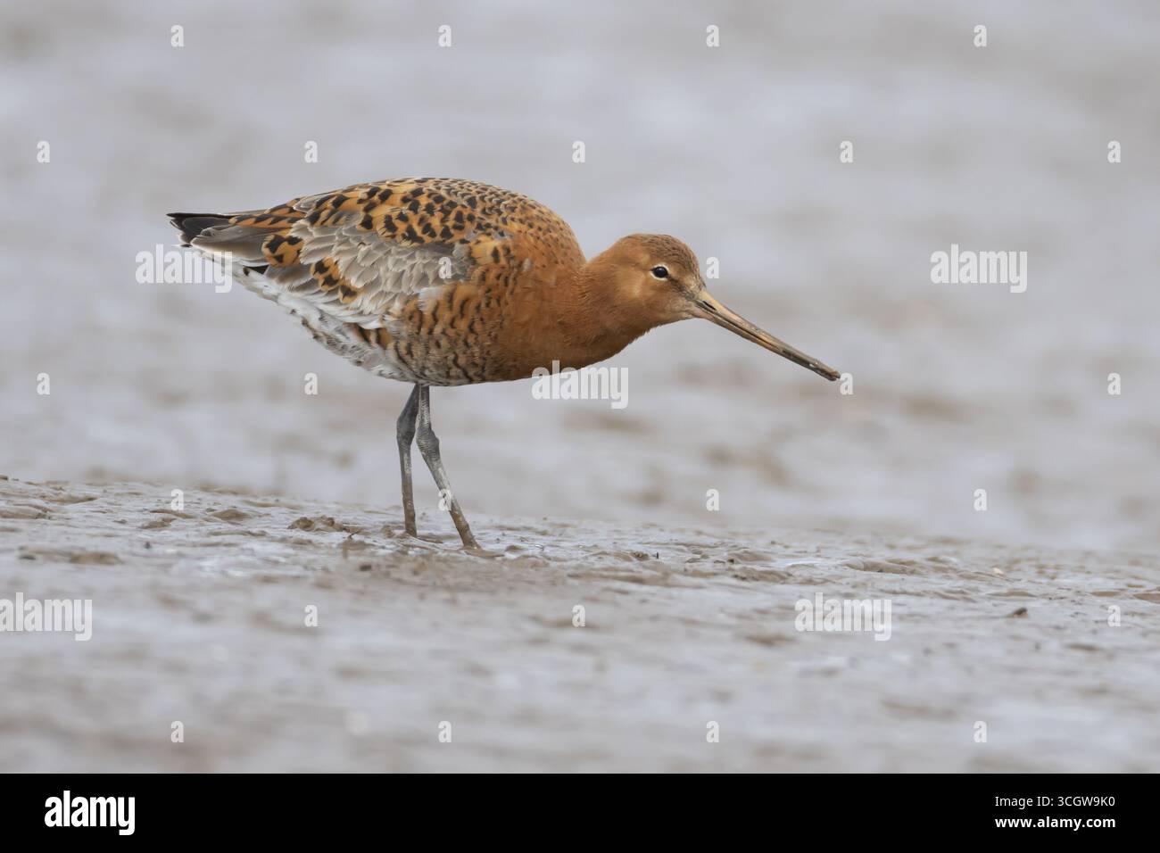 Godwit à queue noire (Limosa limosa) échassier mâle adulte dans le plumage d'été sur une vase, Angleterre, Royaume-Uni Banque D'Images