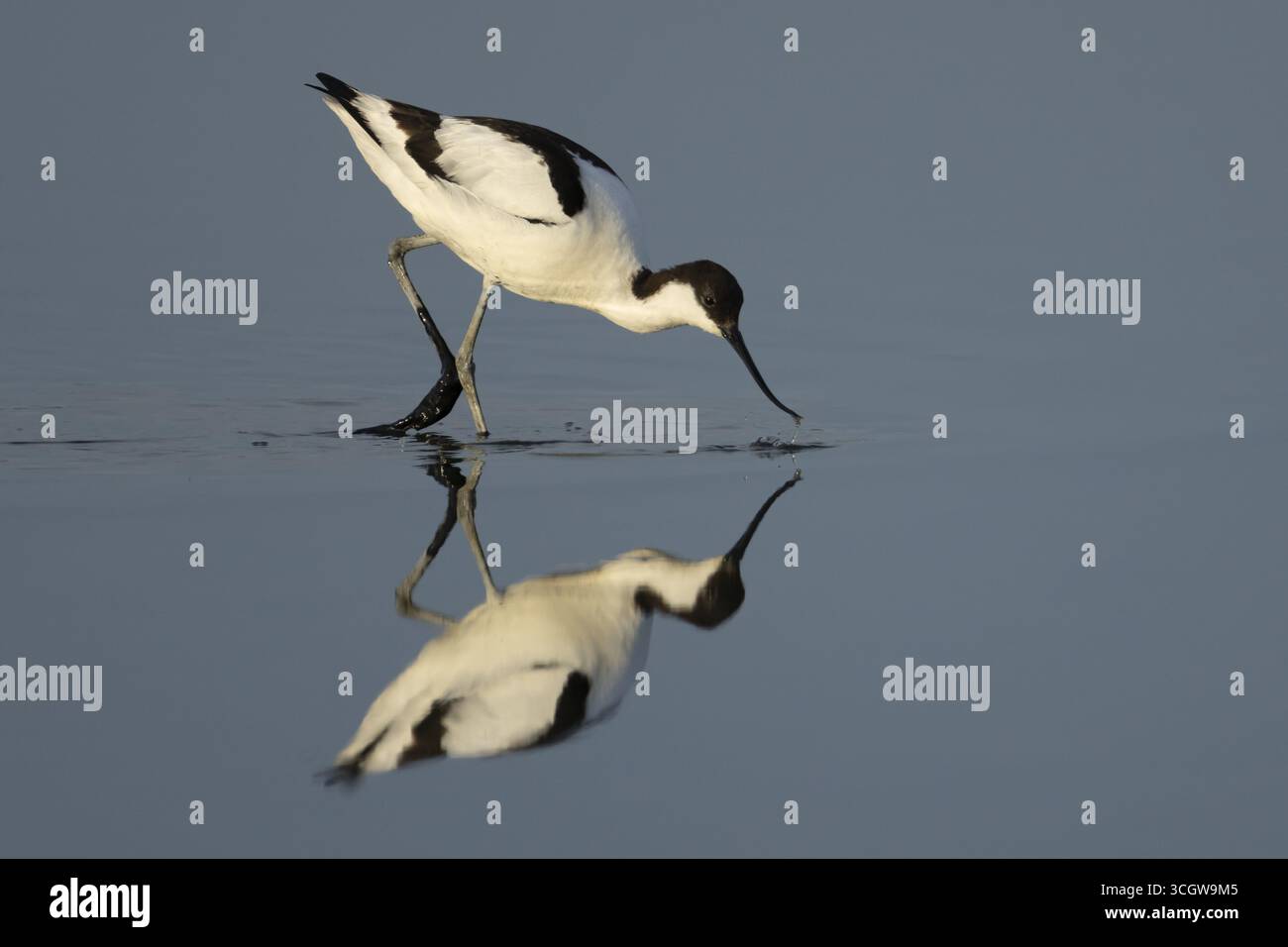 Pied avocet (Recurvirostra avosetta) adulte échassier se nourrissant dans un lagon peu profond, Angleterre, Royaume-Uni Banque D'Images