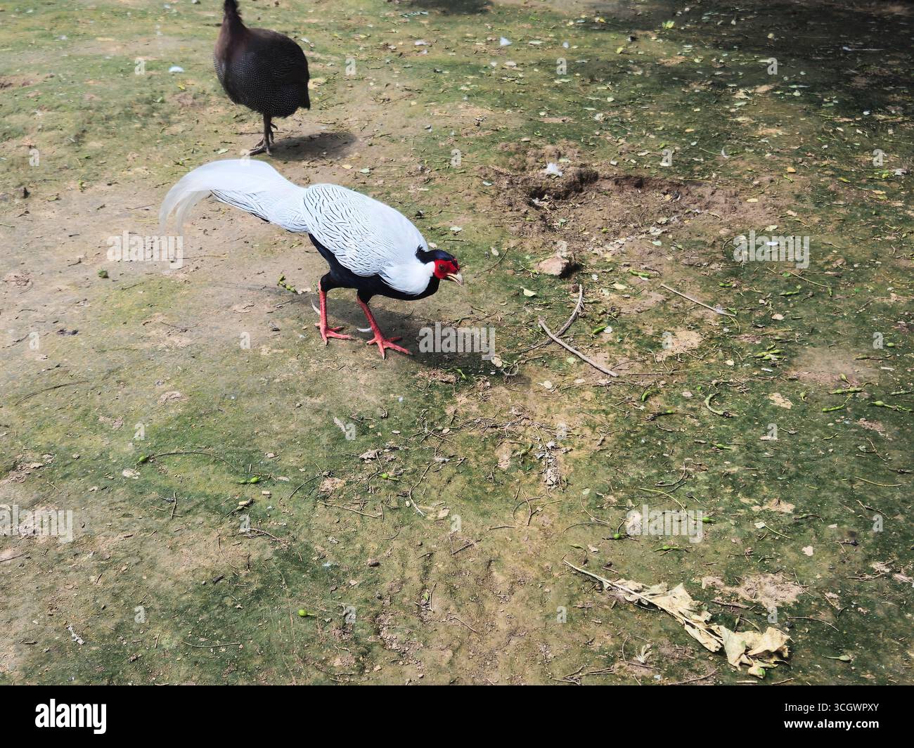 Faisan à tête blanche ( faisan argenté ) dans l'habitat naturel Banque D'Images
