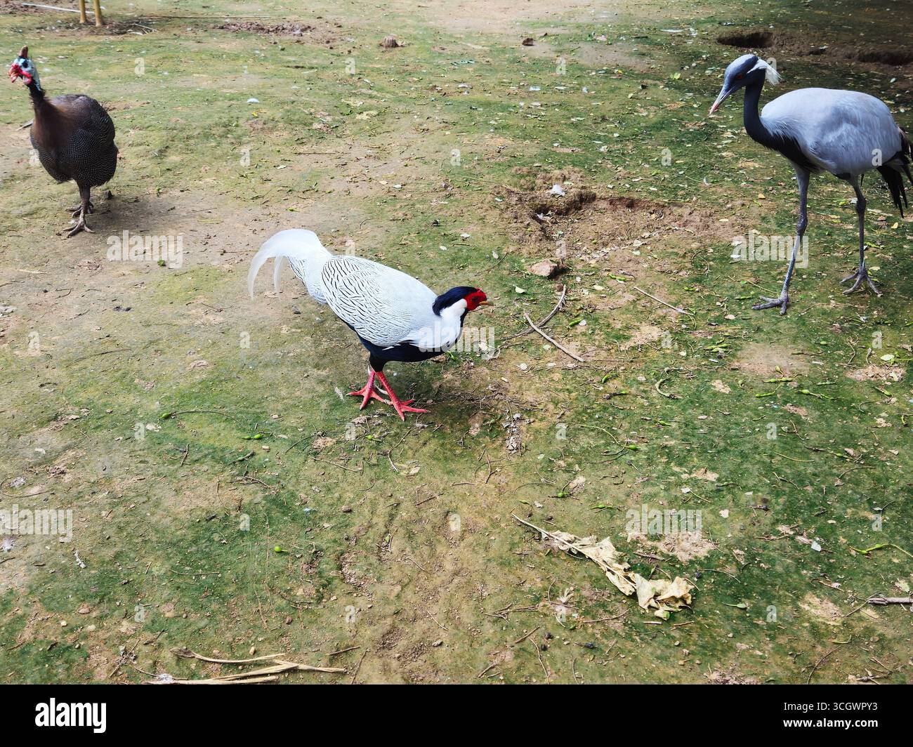 Trio de faisan à tête blanche et de grue dans l'habitat naturel Banque D'Images