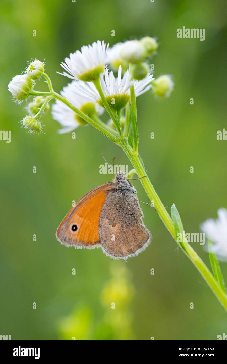 Kleines Wiesenvögelchen, Coenonympha pamphilus, Small Heath Banque D'Images