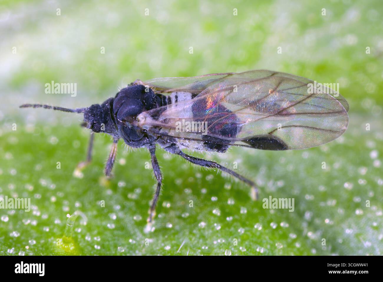Puceron commun à l'arachide (Anoecia corni). Un individu ailé. Une espèce commune de puceron. Banque D'Images