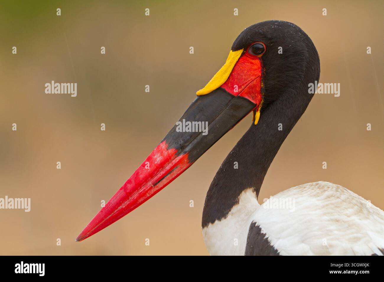 Sattelstorch, cigogne à bec de selle, cigogne à bec de selle, Ephippiorhynchus senegalensis Banque D'Images