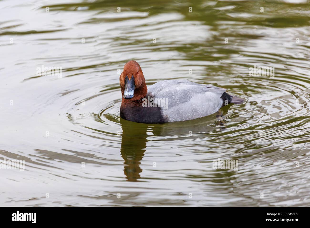 Pochard commun mâle étirant des ailes sur l'eau Banque D'Images