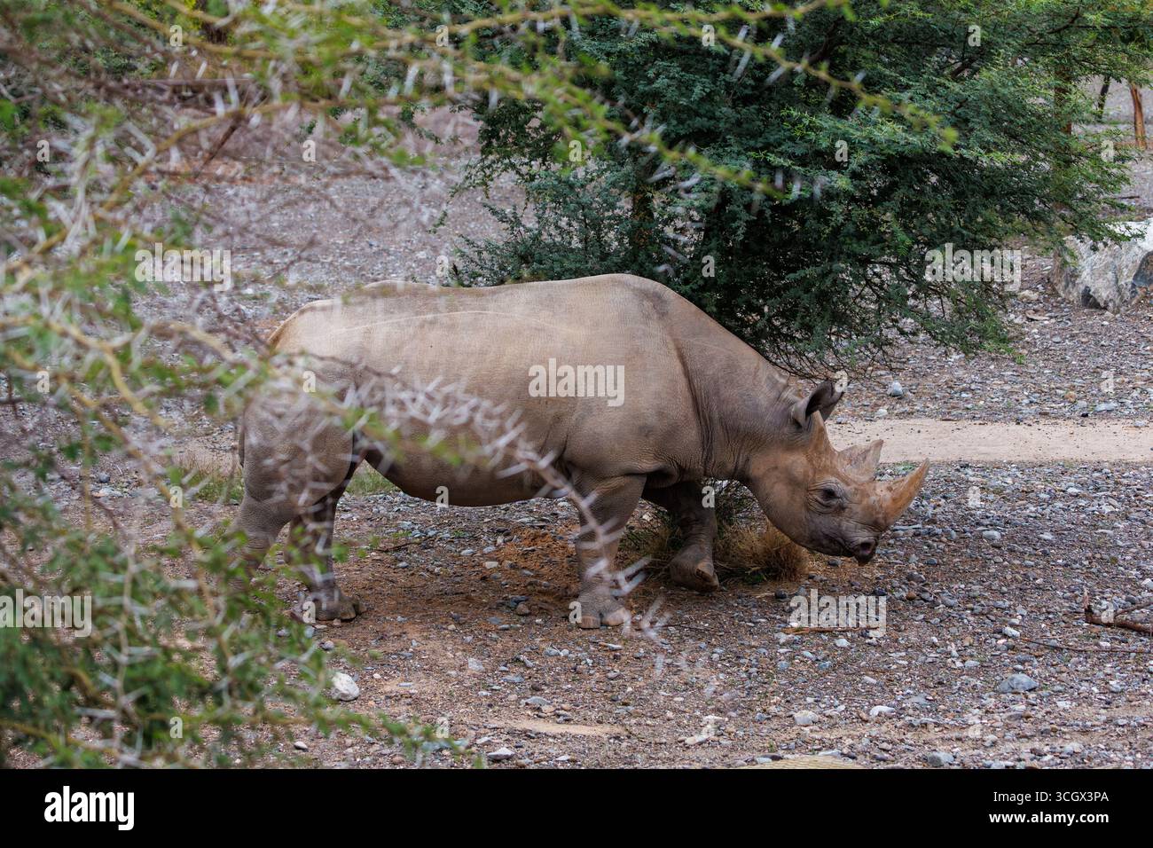 Rhinocéros blanc marchant à travers le pinceau épineux Banque D'Images