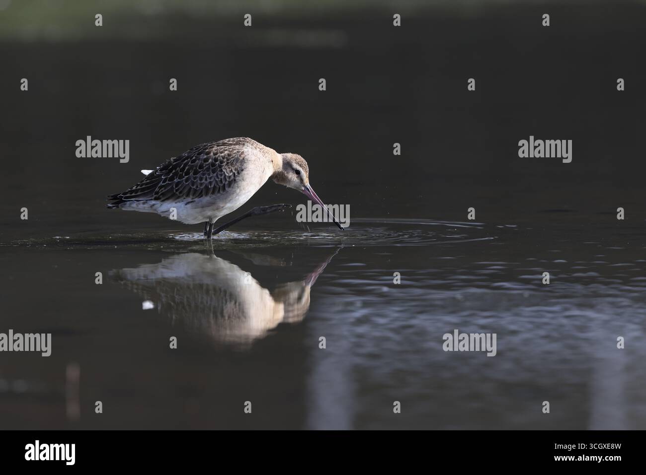 Le godwit à queue noire (Limosa limosa melanuroides) est un grand oiseau de rivage à longues pattes et à long bec. Cette photo a été prise au Japon. Banque D'Images Le godwit à queue noire (Limosa limosa melanuroides) est un grand oiseau de rivage à longues pattes et à long bec. Cette photo a été prise au Japon. Banque D'Images
