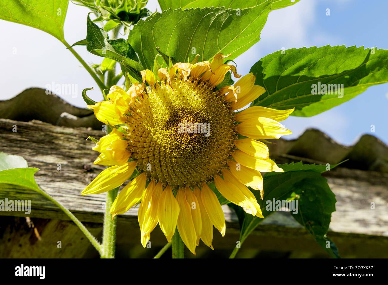 Un gros plan d'un tournesol en pleine floraison, avec ses feuilles vertes et un toit rustique floue en arrière-plan. Banque D'Images