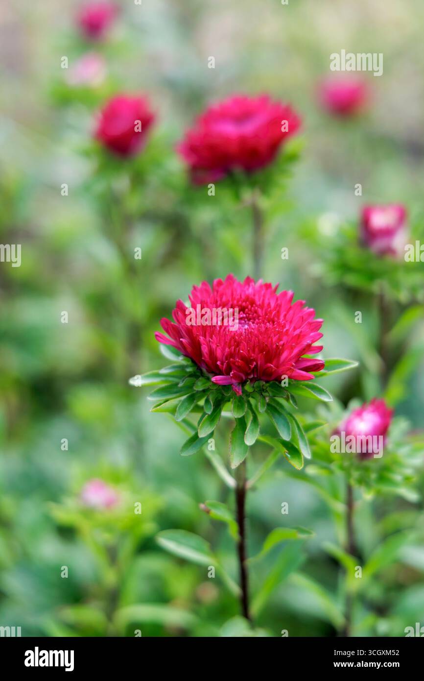 Gros plan vertical et flou d'une fleur d'aster rose dans un jardin, avec plus de fleurs dans l'arrière-plan flou. Banque D'Images