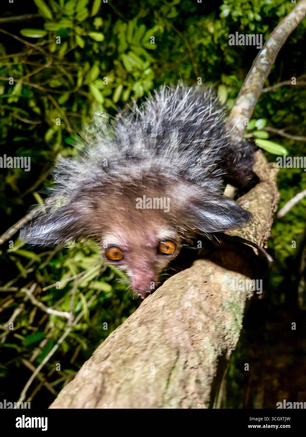Aye-aye lémurien photographié la nuit avec une vitesse d'obturation lente dans la forêt tropicale d'Andasibe, Madagascar. Primate nocturne rare, en danger et insaisissable. Banque D'Images