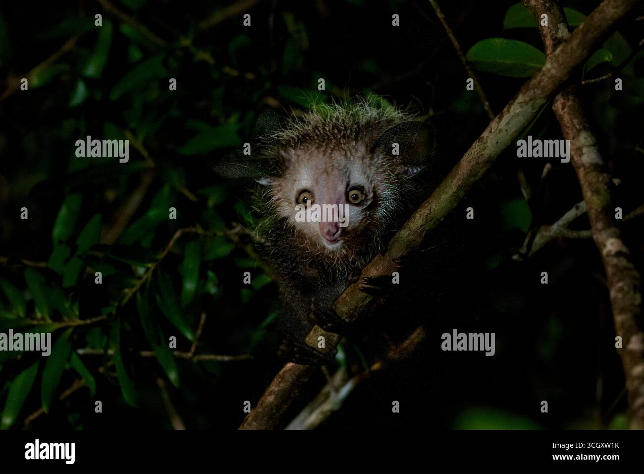 Lémurien Aye-aye dans la forêt tropicale d'Andasibe, Madagascar. Primate nocturne rare, en danger critique d’extinction et endémique des forêts orientales de Madagascar. Banque D'Images