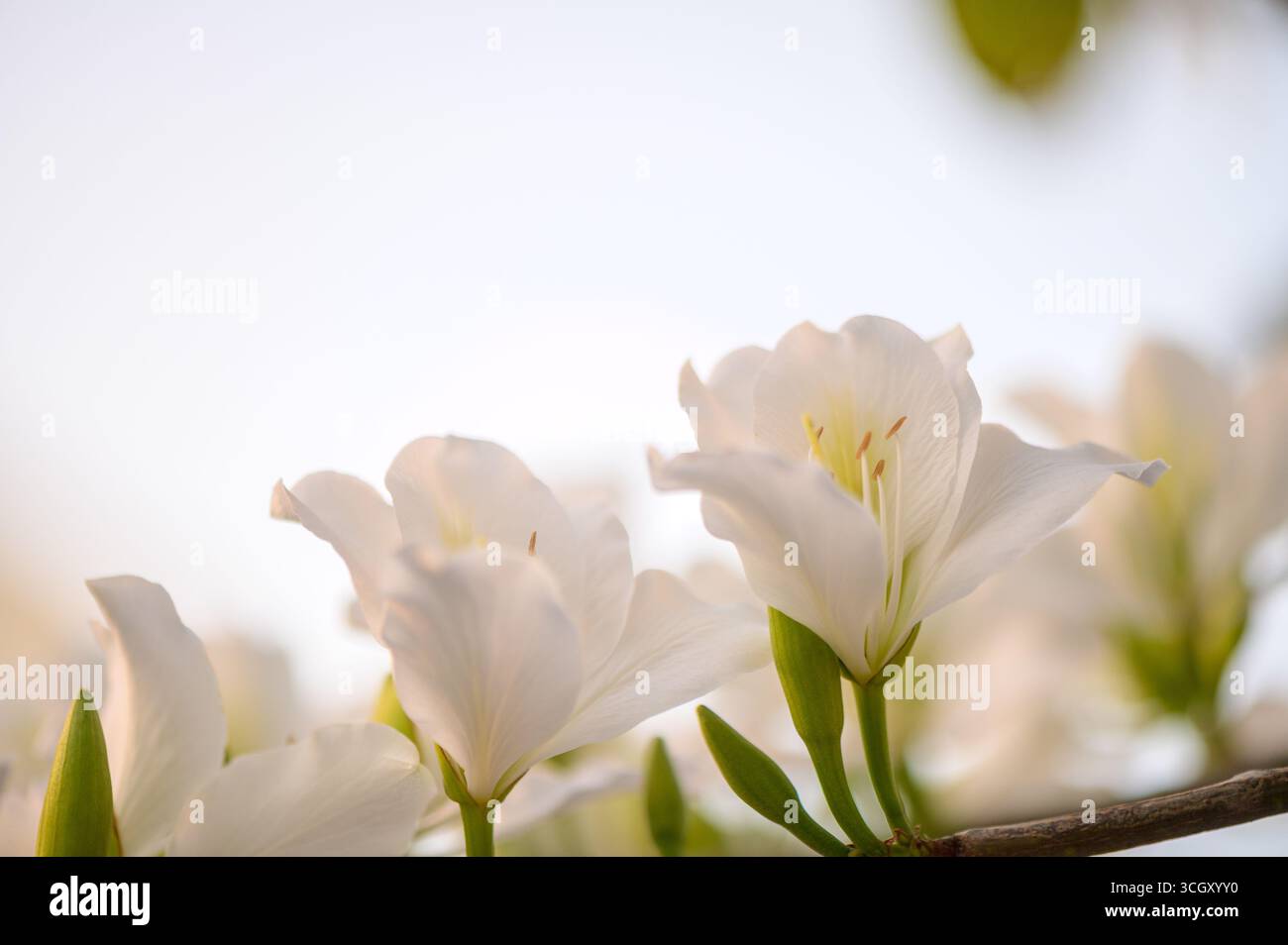 Les fleurs blanches de Bauhinia fleurissent gracieusement à Chypre, reflétant le charme méditerranéen et l'élégance exotique de cette plante tropicale ornementale. Banque D'Images