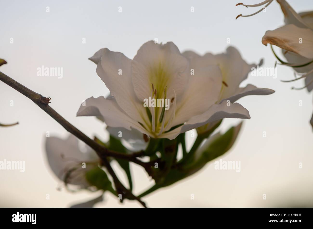Les fleurs blanches élégantes de Bauhinia fleurissent sur un arbre à Chypre, avec de délicats pétales qui brillent sous le ciel bleu clair de la Méditerranée. Banque D'Images
