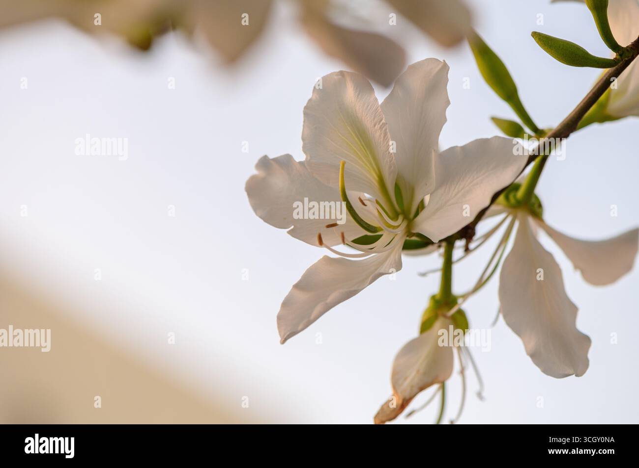 De belles fleurs blanches de Bauhinia fleurissent sur un arbre dans un jardin chypriote, rayonnant de fraîcheur et d'élégance méditerranéenne à la lumière du soleil d'été Banque D'Images