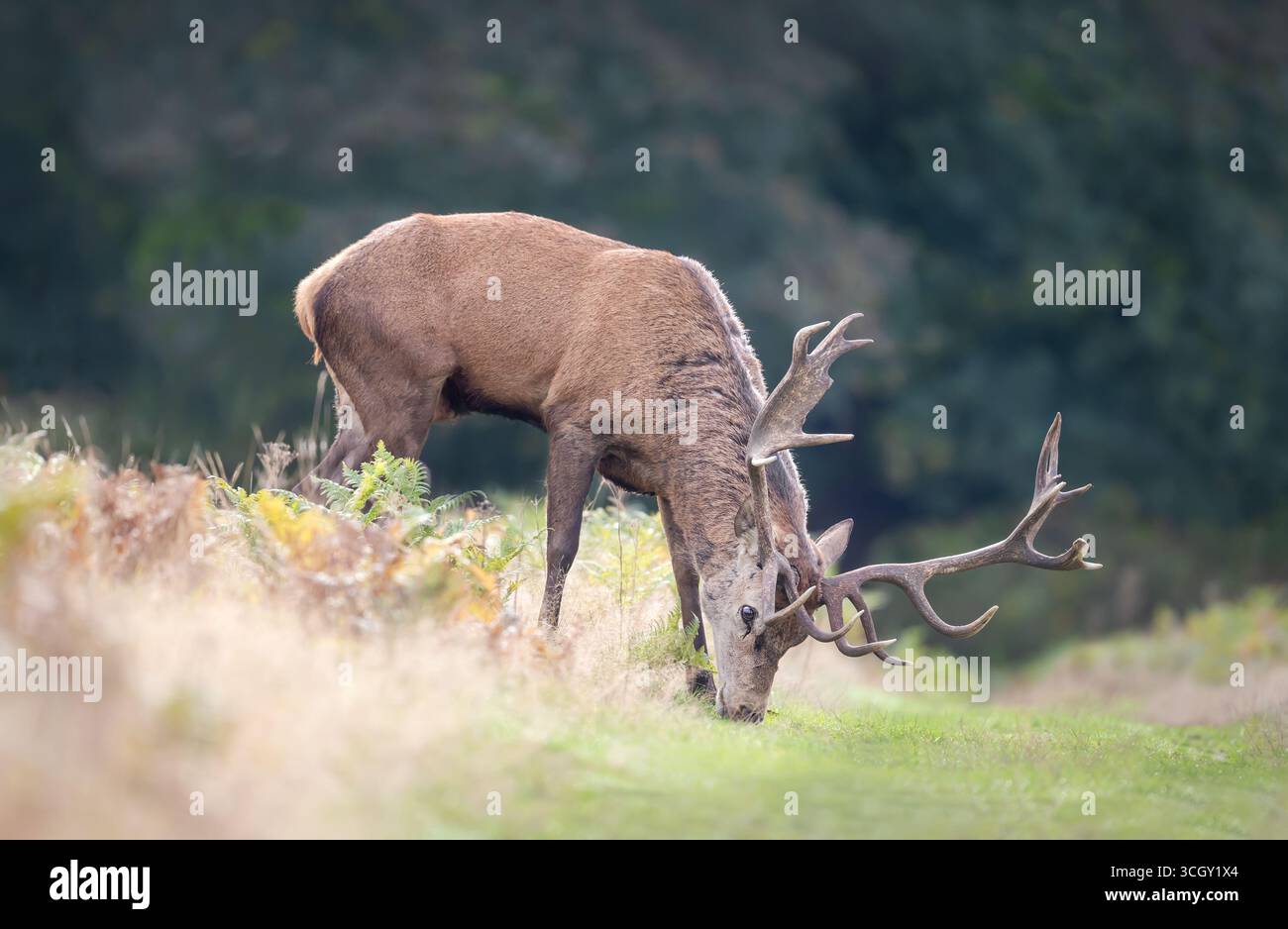 Gros plan d'un majestueux cerf rouge avec de grands bois qui paissent dans une prairie en automne, au Royaume-Uni. Banque D'Images