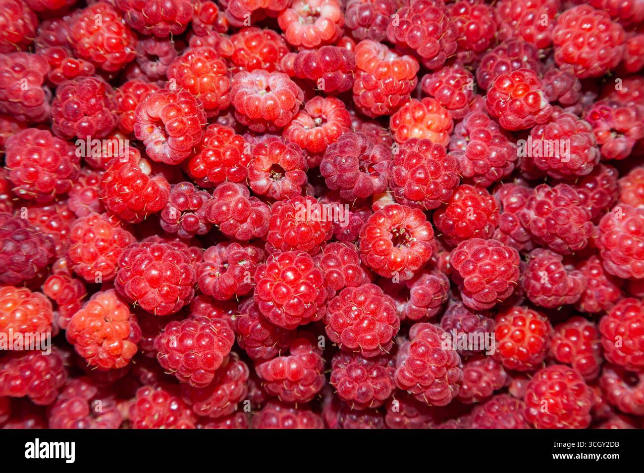 Beaucoup de framboises mûres, gros plan, vue de dessus. Banque D'Images