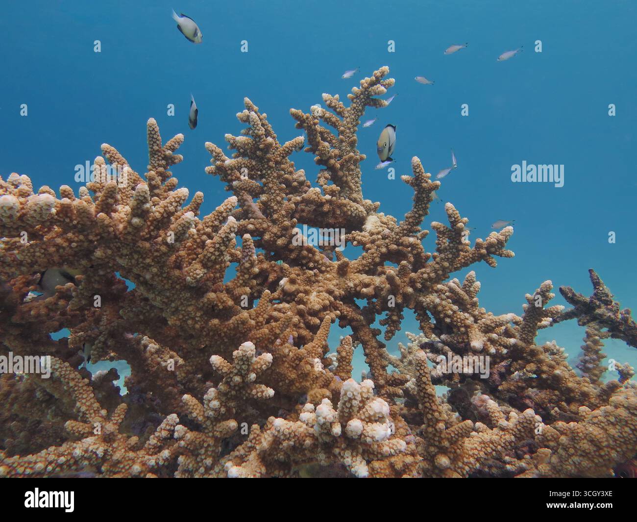 C'est une colonie corallienne corallienne corallienne (Acropora sp.) en bonne santé avec de petits poissons de récif nageant autour. Sujet parfait pour la science et l'acheteur de conservation Banque D'Images