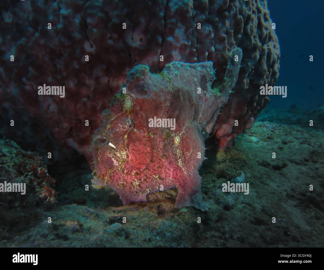 Le poisson-grenouille géant (Antennarius commerson) camouflé contre une éponge sur un récif corallien, se fondant parfaitement dans son habitat sous-marin. Banque D'Images