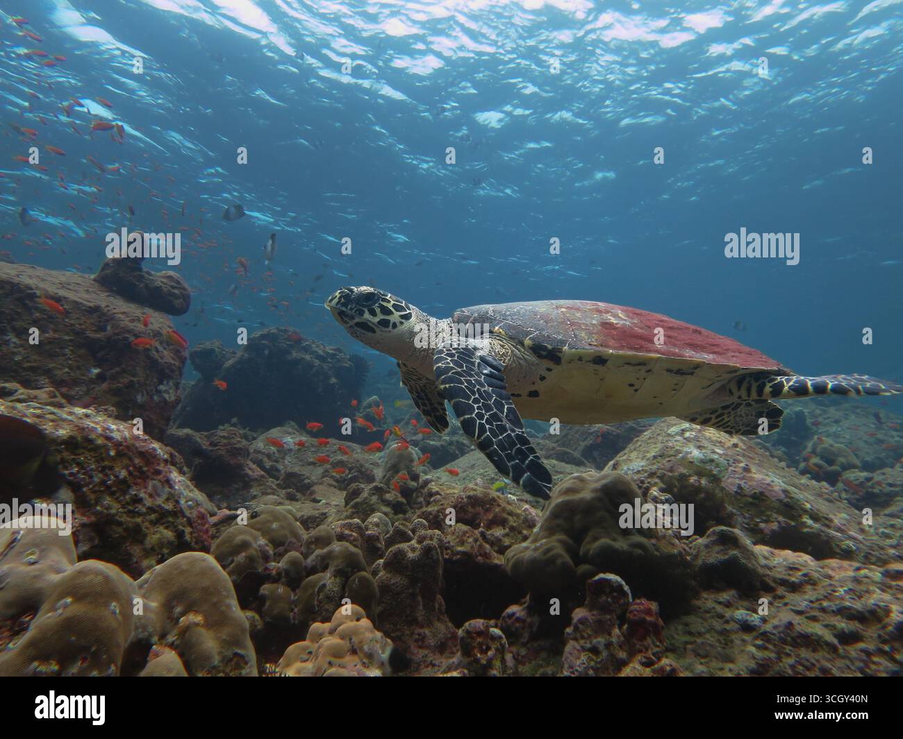 Tortue de mer Hawksbill (Eretmochelys imbricata) en voie de disparition nageant au-dessus d'un récif corallien vibrant avec des poissons scolarisés dans l'océan tropical. Banque D'Images