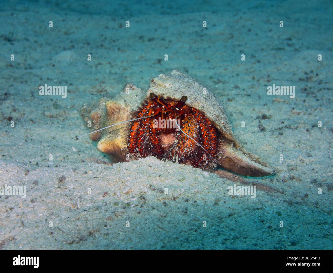 Crabe ermite dans une coquille empruntée reposant sur des fonds marins sablonneux dans l'océan tropical, vue sous-marine en gros plan. Banque D'Images