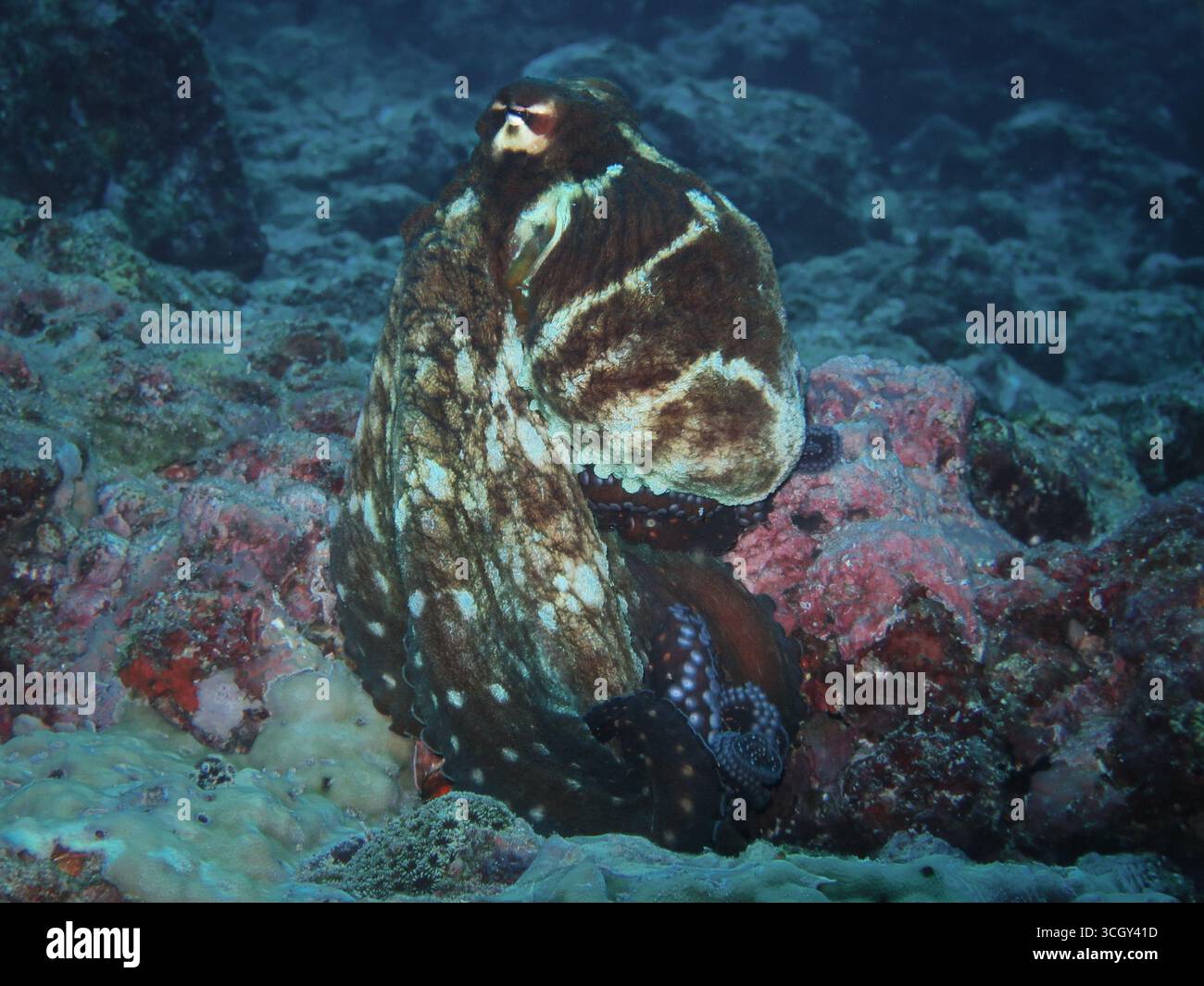 Poulpe de récif (Octopus cyanea) reposant sur le corail, présentant des motifs de camouflage et des textures dans un habitat sous-marin tropical. Banque D'Images