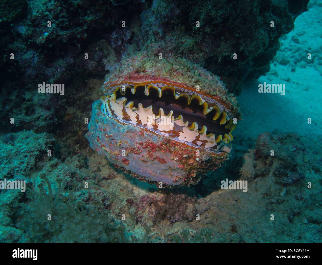 Huître épine (Spondylus sp.) attaché au récif corallien, montrant des motifs de manteau et de coquille de couleurs vives dans l'habitat sous-marin tropical. Banque D'Images