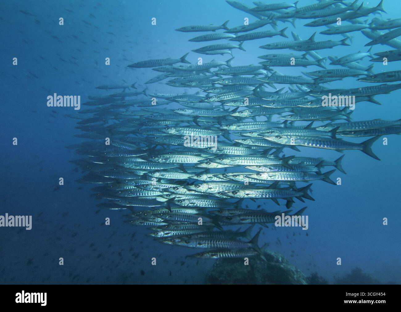 École de barracuda chevrons nageant ensemble dans l'océan bleu, formant un banc argenté dense en eau libre. Banque D'Images