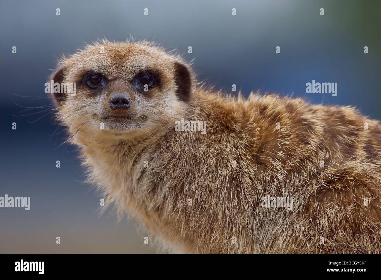 Portrait d'une suricate mignonne aux yeux noirs et aux longues moustaches, relaxant au soleil de midi. Banque D'Images