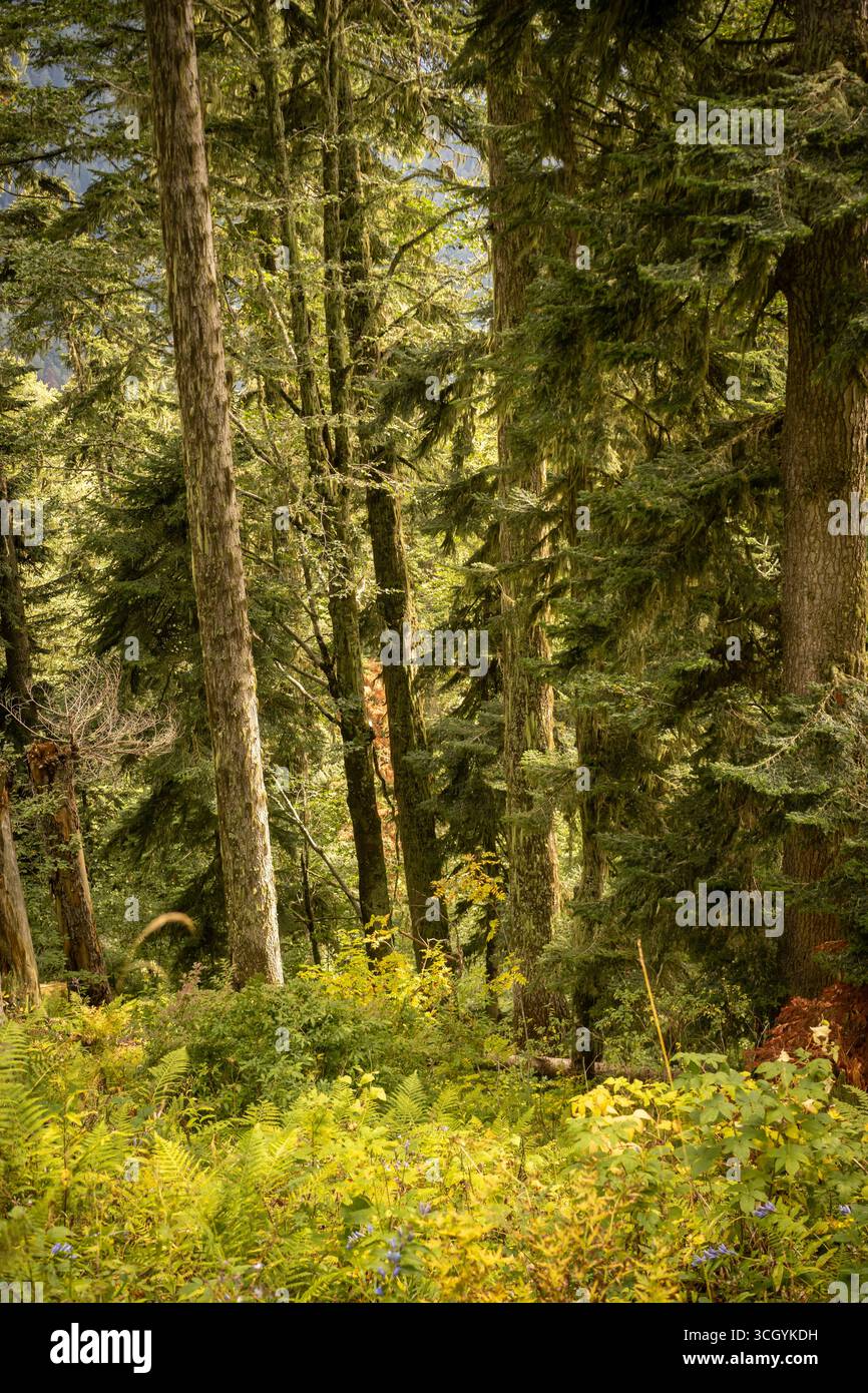 Une bouche d'incendie isolée se dresse au milieu d'un feuillage forestier ancien, ses teintes rouge foncé et noir contrastent frappant avec le cadre verdoyant Banque D'Images