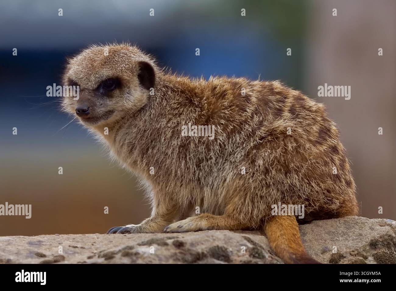Adorable suricat câlin assis sur un rocher à l'affût des prédateurs. Banque D'Images
