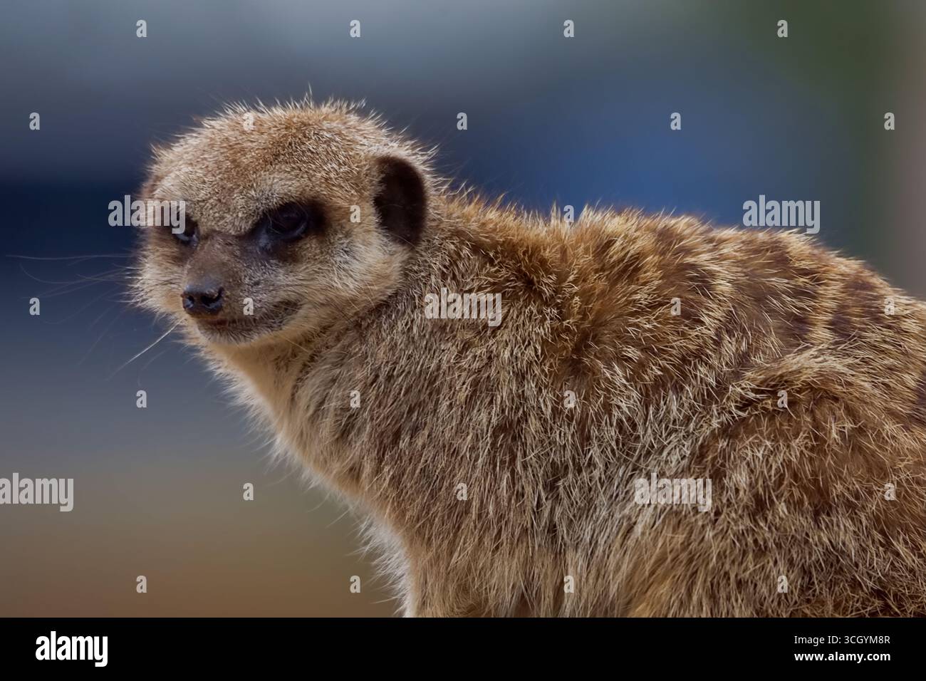 Portrait d'une suricate mignonne et moelleuse en gros plan. Banque D'Images