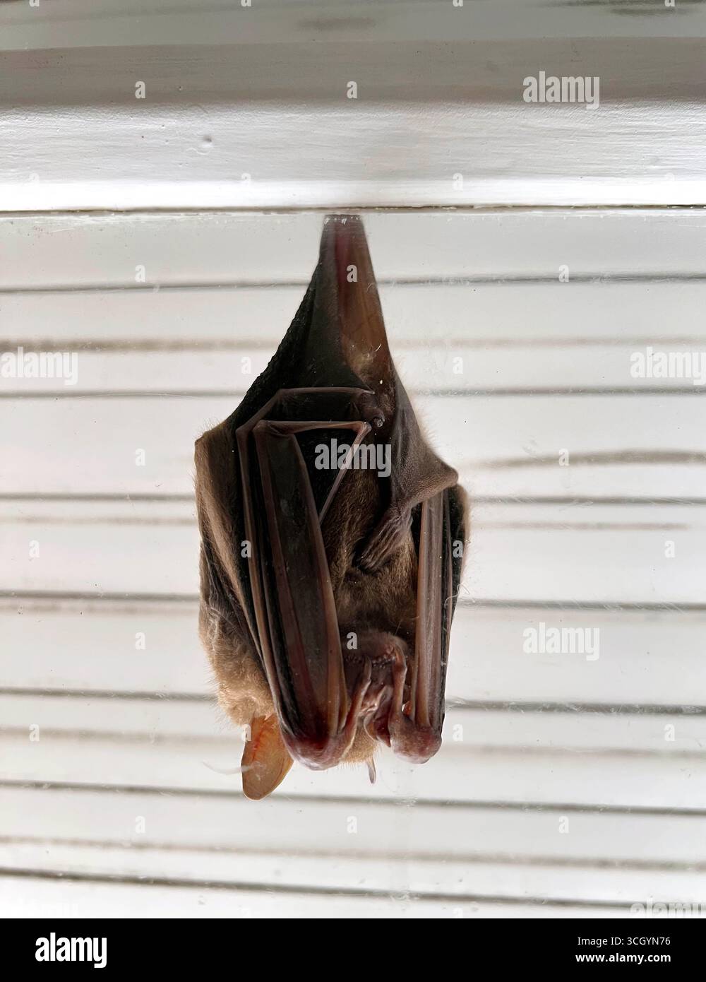 30 août 2025, Rio de Janeiro, Rio de Janeiro, Brésil : une chauve-souris à nez de feuille est suspendue à l'envers à l'avant-toit d'une fenêtre d'appartement à Ipanema, Rio de Janeiro. La ville abrite plus de 70 espèces de chauves-souris qui contribuent à son écosystème urbain délicat. Dans la forêt atlantique voisine, les chauves-souris se nourrissent de fruits, de nectar et d'insectes, contribuant ainsi à la dispersion des graines et à la pollinisation. Dans les zones urbaines, on les aperçoit souvent se loger dans des bâtiments, un rappel de la façon dont la faune de Rio s'adapte aux habitats créés par l'homme. (Crédit image : © Bob Karp/ZUMA Press Wire) USAGE ÉDITORIAL SEULEMENT ! Non destiné à UN USAGE commercial ! Banque D'Images