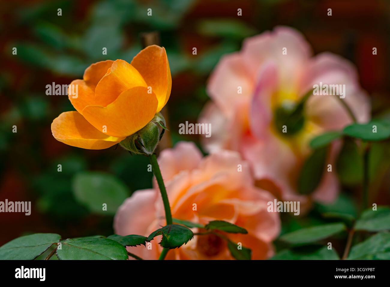 Vue rapprochée de la belle rose orange florissante sur le fond de jardin de roses. Banque D'Images