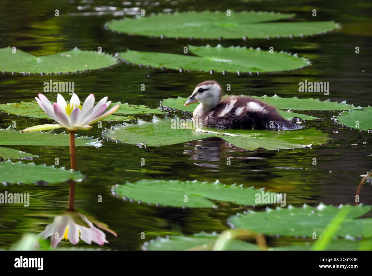 Poussin d'oie pygmée de coton flottant sur la surface calme de l'étang d'eau douce.cette photo a été prise du Bangladesh. Banque D'Images