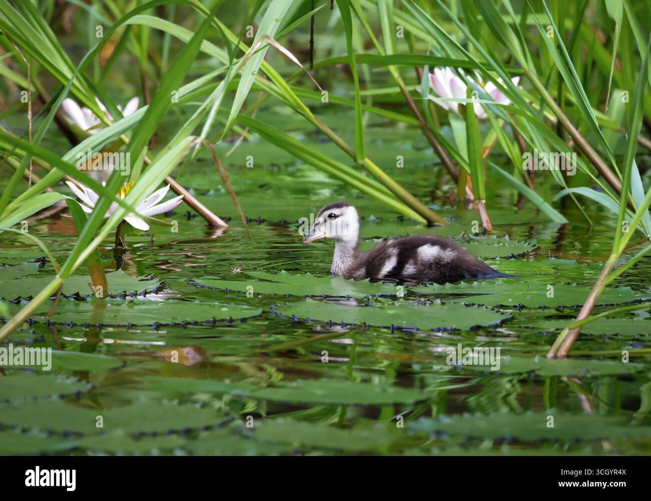 Poussin d'oie pygmée de coton flottant sur la surface calme de l'étang d'eau douce.cette photo a été prise du Bangladesh. Banque D'Images