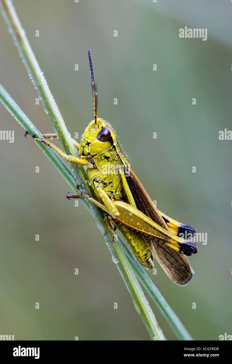 grande sauterelle marécageuse Banque D'Images