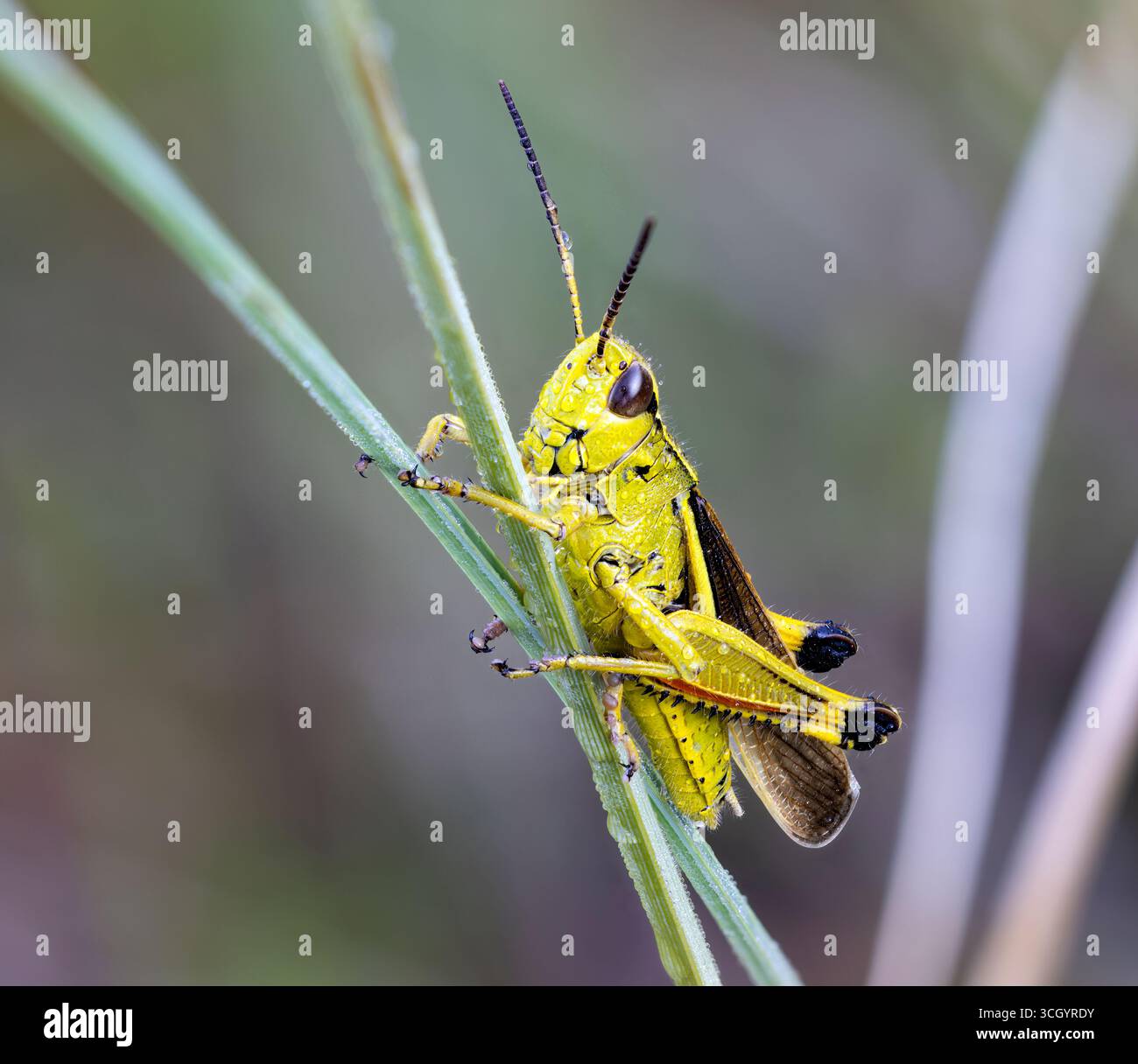 grande sauterelle marécageuse Banque D'Images